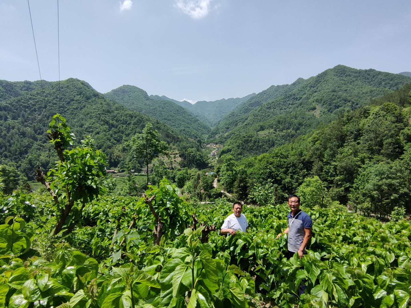 å®ä¸å¬å¸éç©èµéææ¯ å¨åå¸®æ¶éº»åºæé«èµ·ç¹åå±èæ¡äº§ä¸